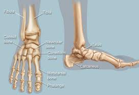 Anatomy of the foot and ankle. Foam Roller Self Massage